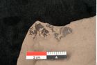 Foto (Detailansicht) von Ulmophylon australiense Ettingshausen (NHMW-GEO-2024-0188-10373a)